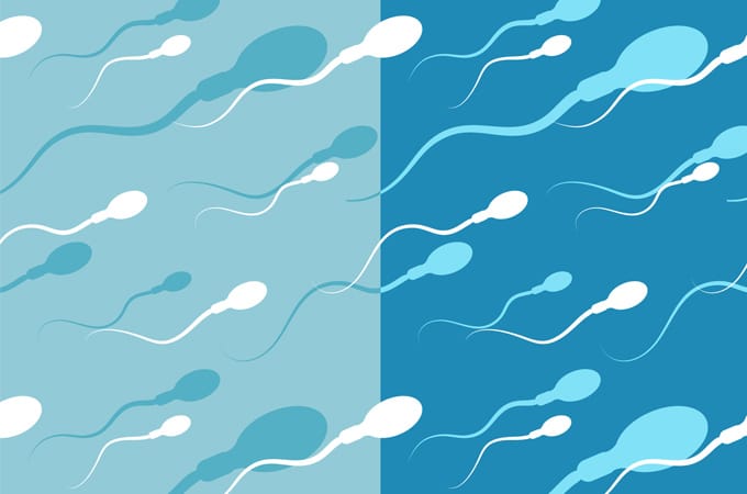 The lifecycle of sperm: sperm development